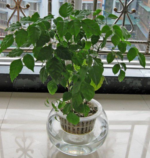 水培幸福树如何移栽到盆里