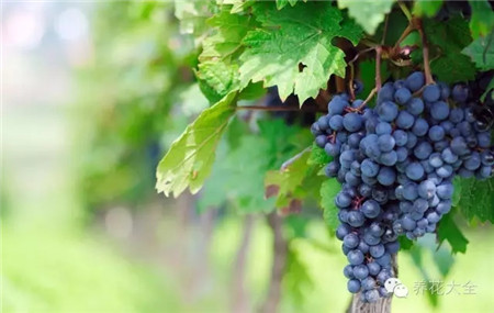 葡萄的形成层在哪