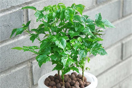 绿宝树的种植方法