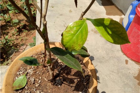 茶花叶子发黄怎么办?