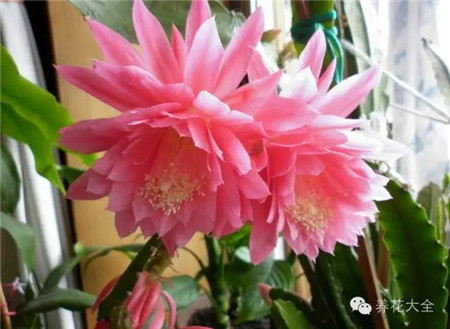 各种花卉的养殖