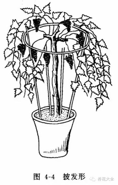 葡萄的形成层在哪