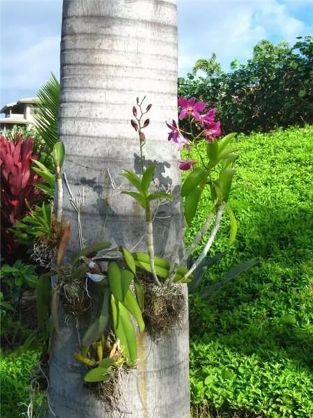 奇葩花长什么样