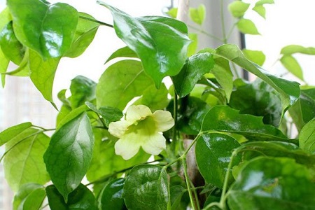 绿宝树的种植方法