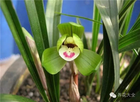 各种花卉的养殖
