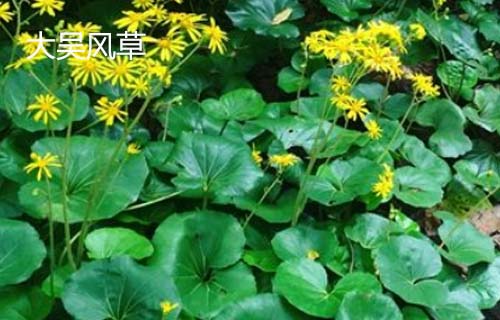 大吴风草用法用量