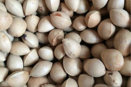 银杏果成熟期是啥时候