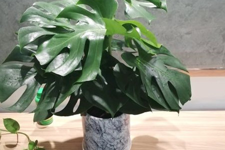 龟背竹一直不长新叶子