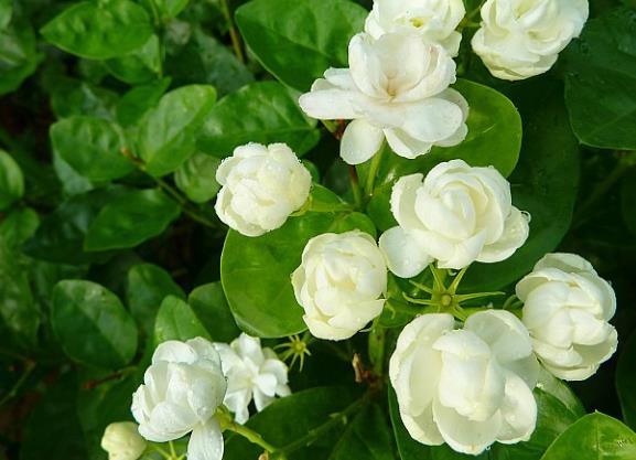 养茉莉花施什么肥好