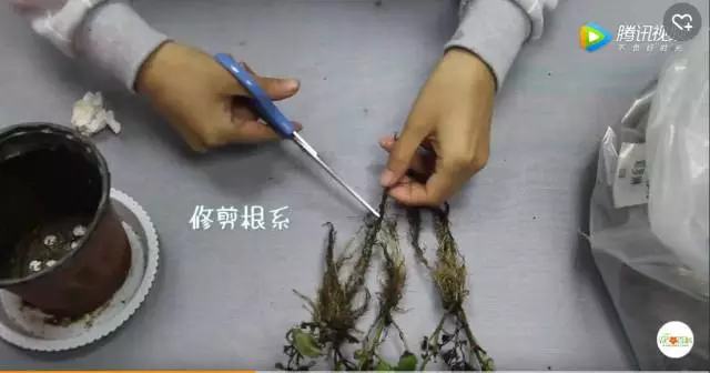 夏天哪些花好养