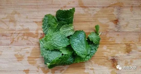 夏天哪些花好养