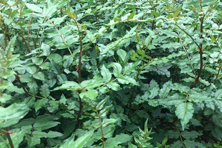 花椒树何时移栽最佳