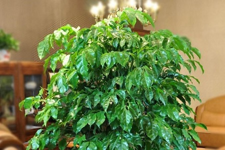 绿宝树的种植方法