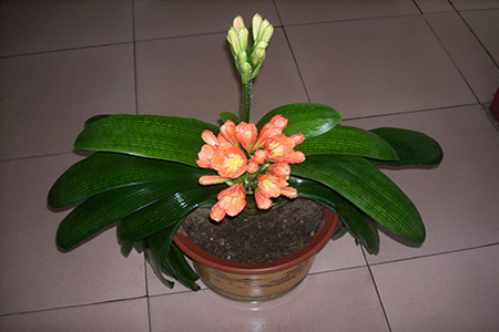 在家怎样做君子兰肥