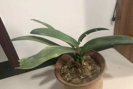 君子兰可以用磷酸二氢钾喷施叶面吗