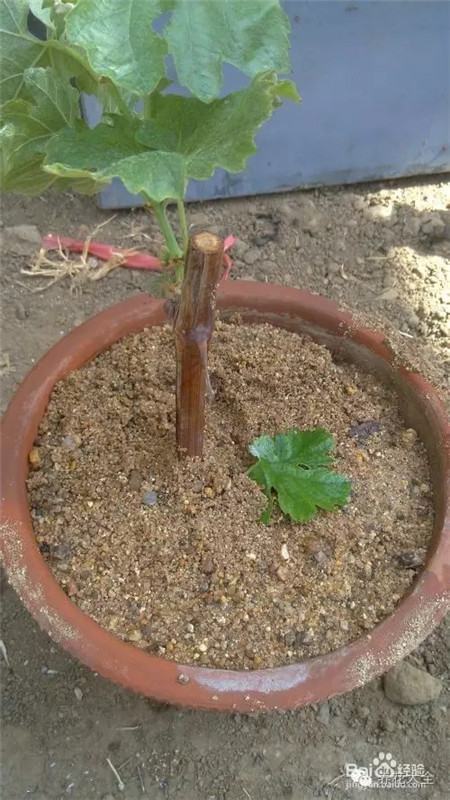 葡萄的形成层在哪