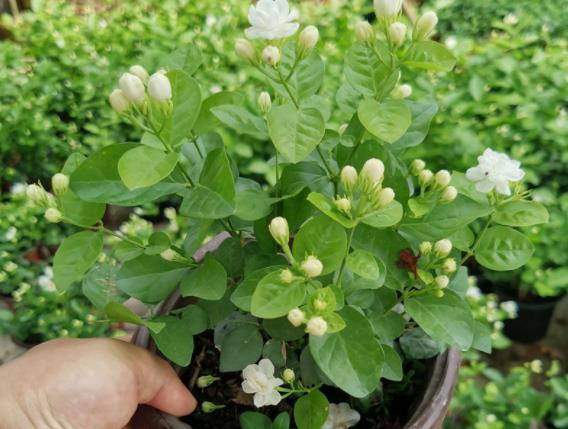 养茉莉花用什么肥料氮磷钾钙镁等元素肥料(养茉莉花施什么肥好)