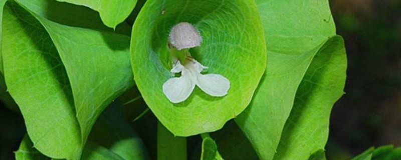 贝壳花怎么养(贝壳花怎么养才能开花)