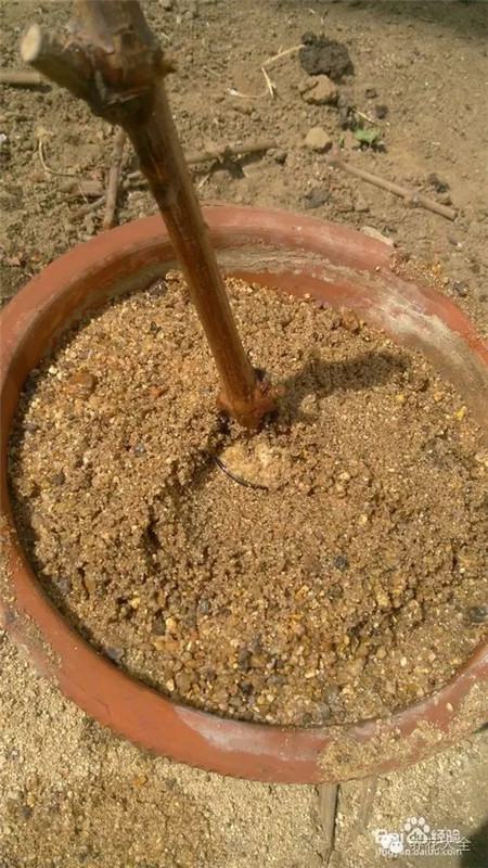 葡萄的形成层在哪