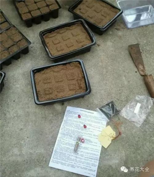 夏天哪些花好养