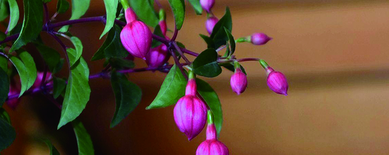 宝莲灯的养殖方法和注意事项(宝莲灯的养殖方法)