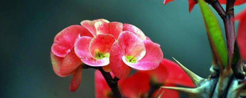 刺梅可以用啤酒浇吗(虎刺梅可以用啤酒浇水吗?)