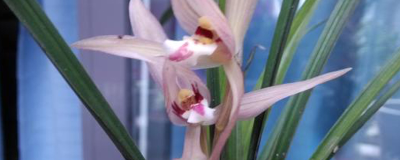 兰花的花语送兰花代表什么意思(兰花送女人是什么意思)