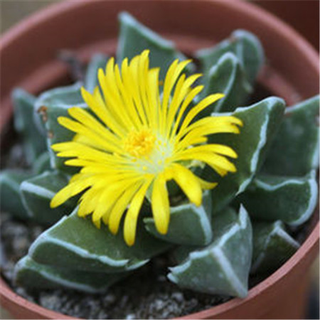 多肉植物四海波怎么养(多肉四海波有几种)