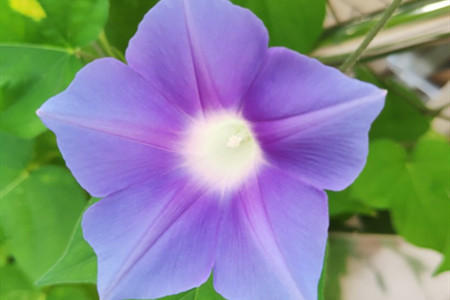 牵牛花 是什么颜色