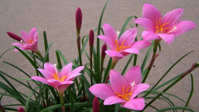 兰花的养殖方法(兰花的养殖方法和注意事项 盆栽蝴蝶兰)