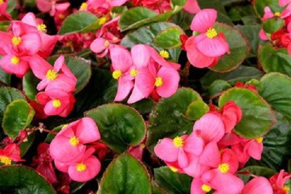 四季海棠不开花应该怎么办(四季海棠花朵未开就枯萎怎么回事?)