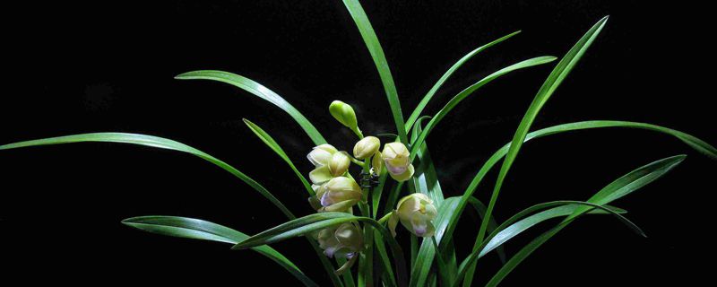 兰花的寓意和象征风水(兰花的寓意和象征风水禁忌)