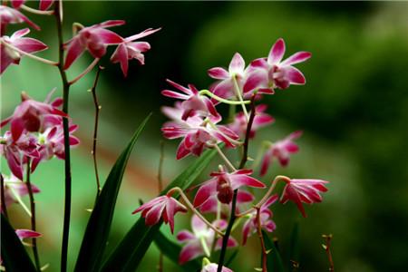 兰花送女人是什么意思