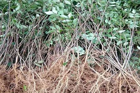 花椒树何时移栽最佳