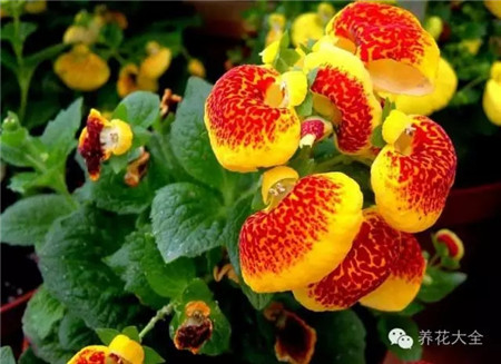 各种花卉的养殖