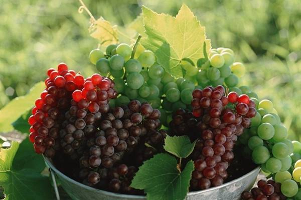 葡萄形成的瀑布你想要吗(葡萄的形成层在哪)