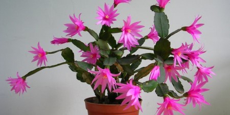 假昙花开花期可以施肥吗