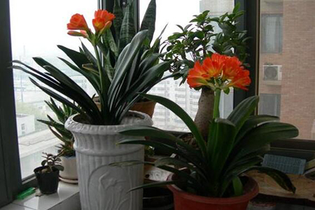 在家怎样做君子兰肥