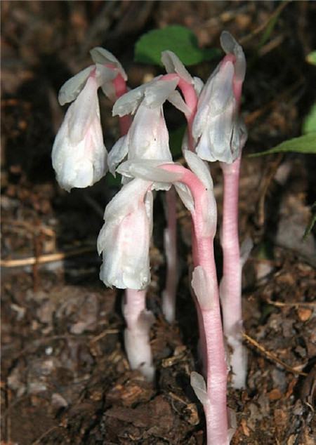 水晶兰治什么病