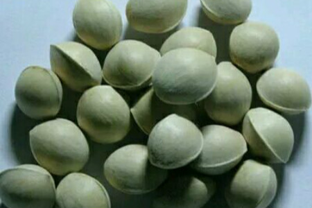 银杏果成熟期是啥时候