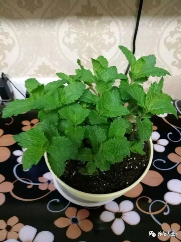 夏天哪些花好养