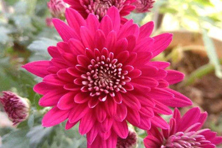 各种颜色雏菊的花语和寓意