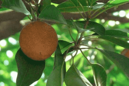 人心果怎么养殖