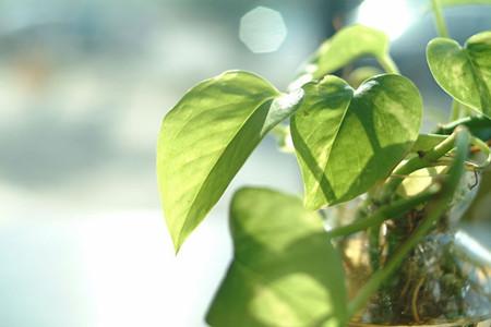 一根绿萝如何变成一盆花