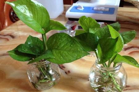 水培绿萝根长多长可以移栽