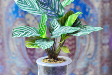 双线竹芋可以水培吗?