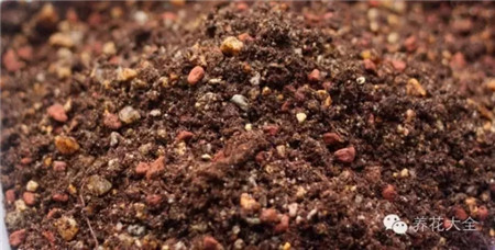 葡萄的形成层在哪