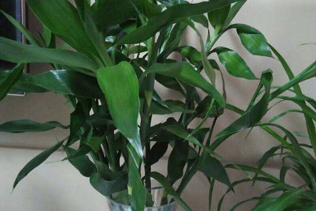 富贵竹茎秆皱了怎么办呢