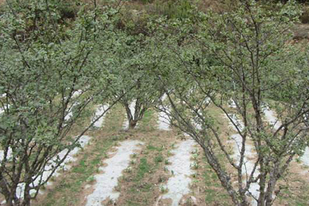 花椒树何时移栽最佳