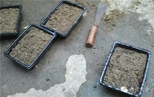 夏天哪些花好养